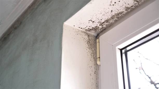 Trusted Smithfield, NC Mold Removal Experts